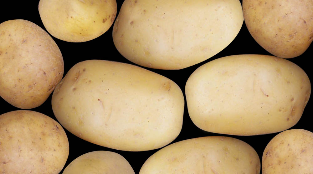 Pommes de terre blanche